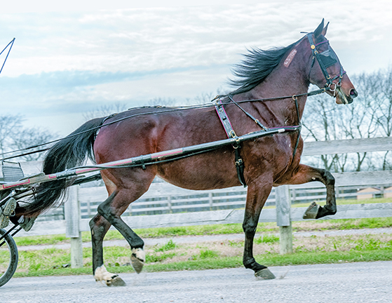 Holiday - Beautiful Draft Horse - Photo 1