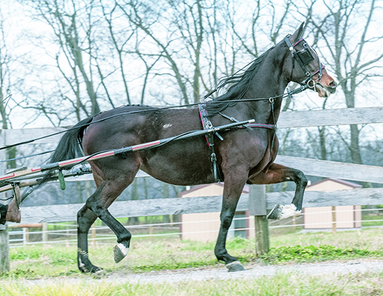 Chrome - Family Trail Horse - Photo 1